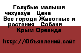 Голубые малыши чихуахуа › Цена ­ 25 000 - Все города Животные и растения » Собаки   . Крым,Ореанда